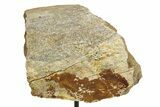 Fossil Triceratops Limb Section w/ Metal Stand - South Dakota #354340-3
